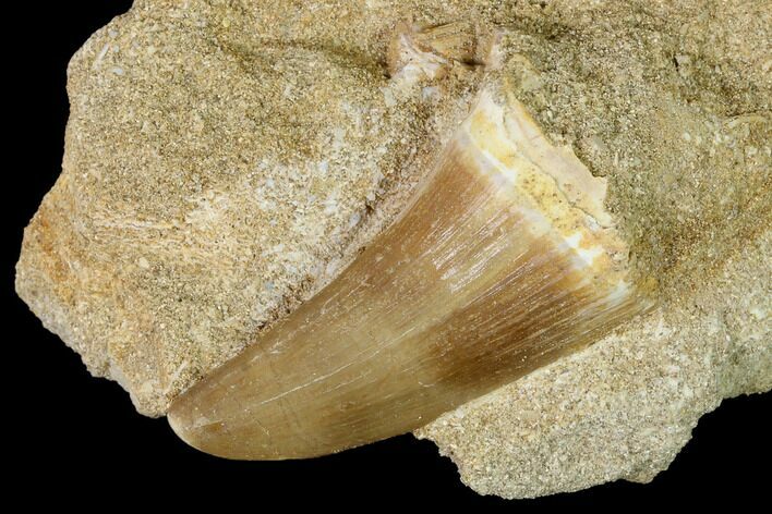 Mosasaur (Prognathodon) Tooth In Rock - Morocco #152558